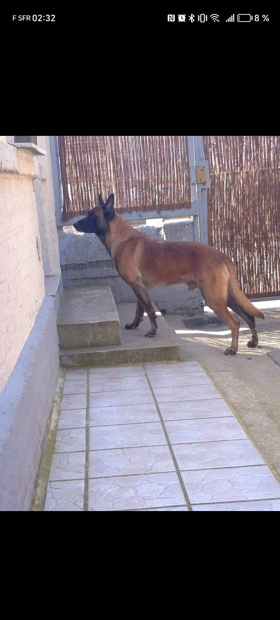 Nero a rejoint le concours — aidez-le/la à gagner de superbes lots ! canidae, carnivore, collar, companion_dog, dog, dog_breed, dog_supply, door, fawn, felidae, fence, flooring, liver, pet_supply, snout, sporting_group, tail, window, wood, working_animal