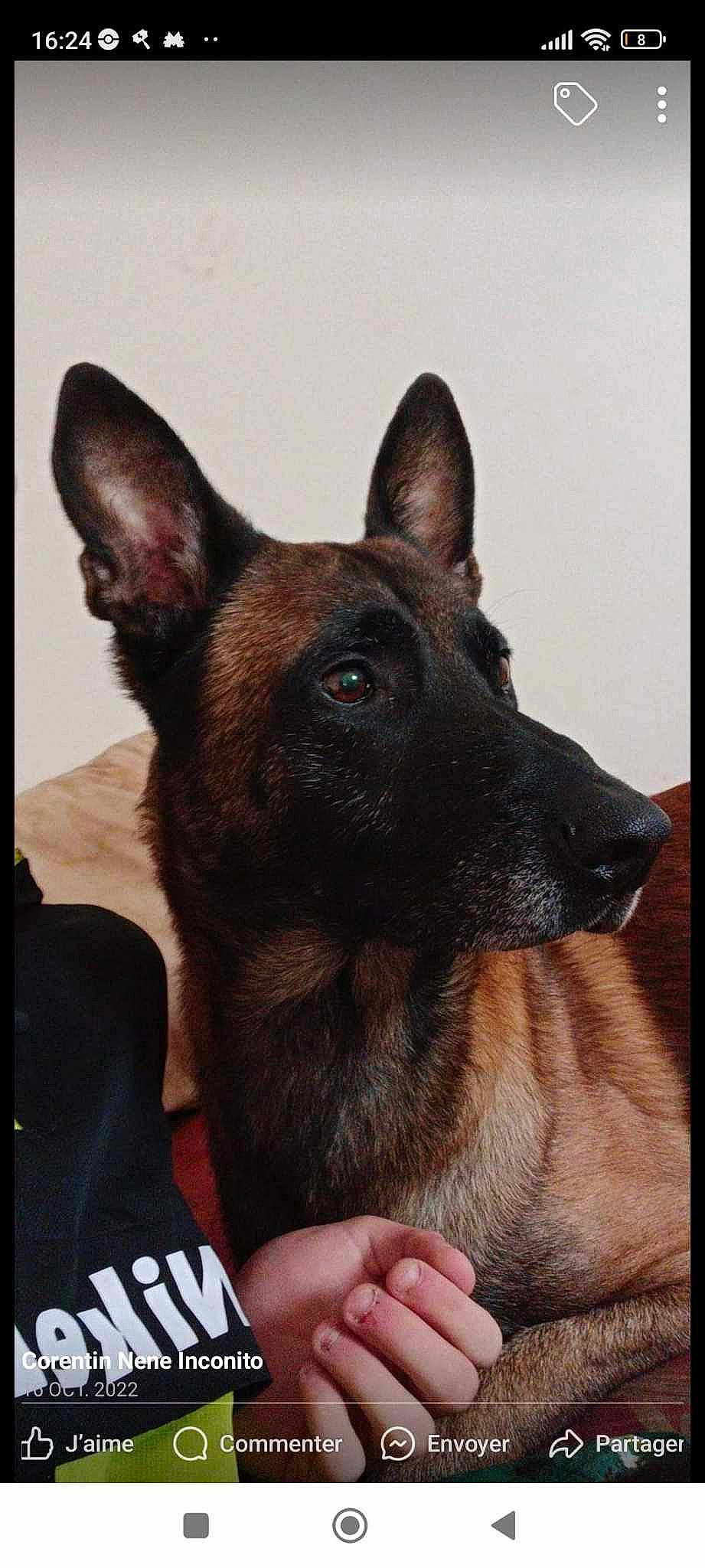 Nero a rejoint le concours — aidez-le/la à gagner de superbes lots ! canidae, carnivore, companion_dog, dog, dog_breed, ear, fawn, fur, german_shepherd_dog, herding_dog, jaw, king_shepherd, liver, old_german_shepherd_dog, snout, sporting_group, terrestrial_animal, whiskers, working_animal, working_dog