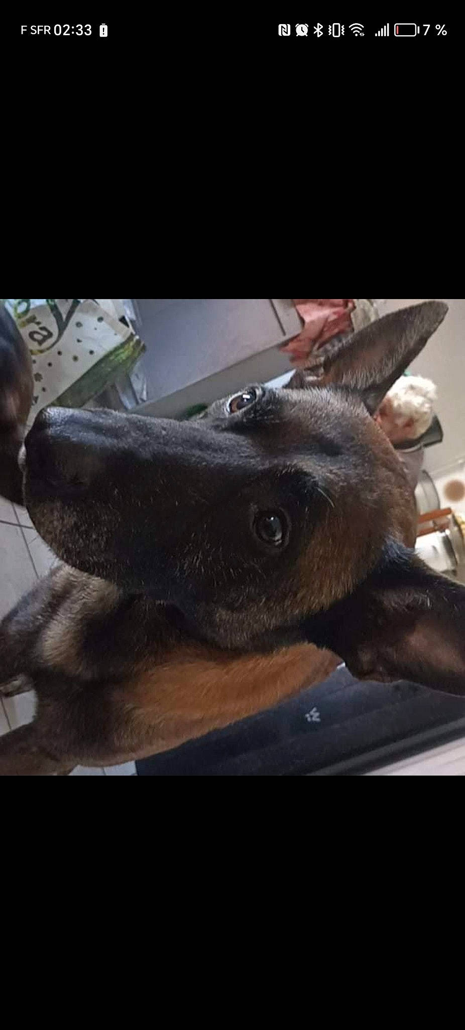 Nero participe au concours pour gagner de l'argent avec cette photo : auto_part, automotive_tire, canidae, carnivore, companion_dog, dog, dog_breed, ear, fawn, felidae, foot, fur, metal, paw, small_to_medium_sized_cats, sporting_group, square, whiskers, windshield, working_animal