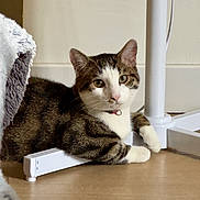 Upp a rejoint le concours — aidez-le/la à gagner de superbes lots ! cat, tabby, white_paws, white_chest, collar, indoor, floor, metal_stand, relaxed, animal, pet, fur, whiskers, curious, gaze, domestic, mammal, household, quiet, calm