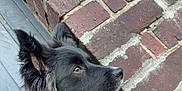 Tempête participe au concours pour gagner de l'argent avec cette photo : dog, black_fur, white_fur, brick_wall, ears_up, pet, animal, outdoor, side_view, fur, alert, portrait, canine, muzzle, snout, sitting, closeup, watching, quiet, curious