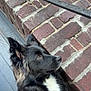 dog, black_fur, white_fur, brick_wall, ears_up, pet, animal, outdoor, side_view, fur, alert, portrait, canine, muzzle, snout, sitting, closeup, watching, quiet, curious