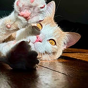 Uno a rejoint le concours — aidez-le/la à gagner de superbes lots ! cat, paw, pink_paw_pads, golden_eyes, wooden_floor, sunlight, close_up, pet, animal, feline, whiskers, ears, fur, playful, curious, indoor, shadow, relaxing, soft, cute