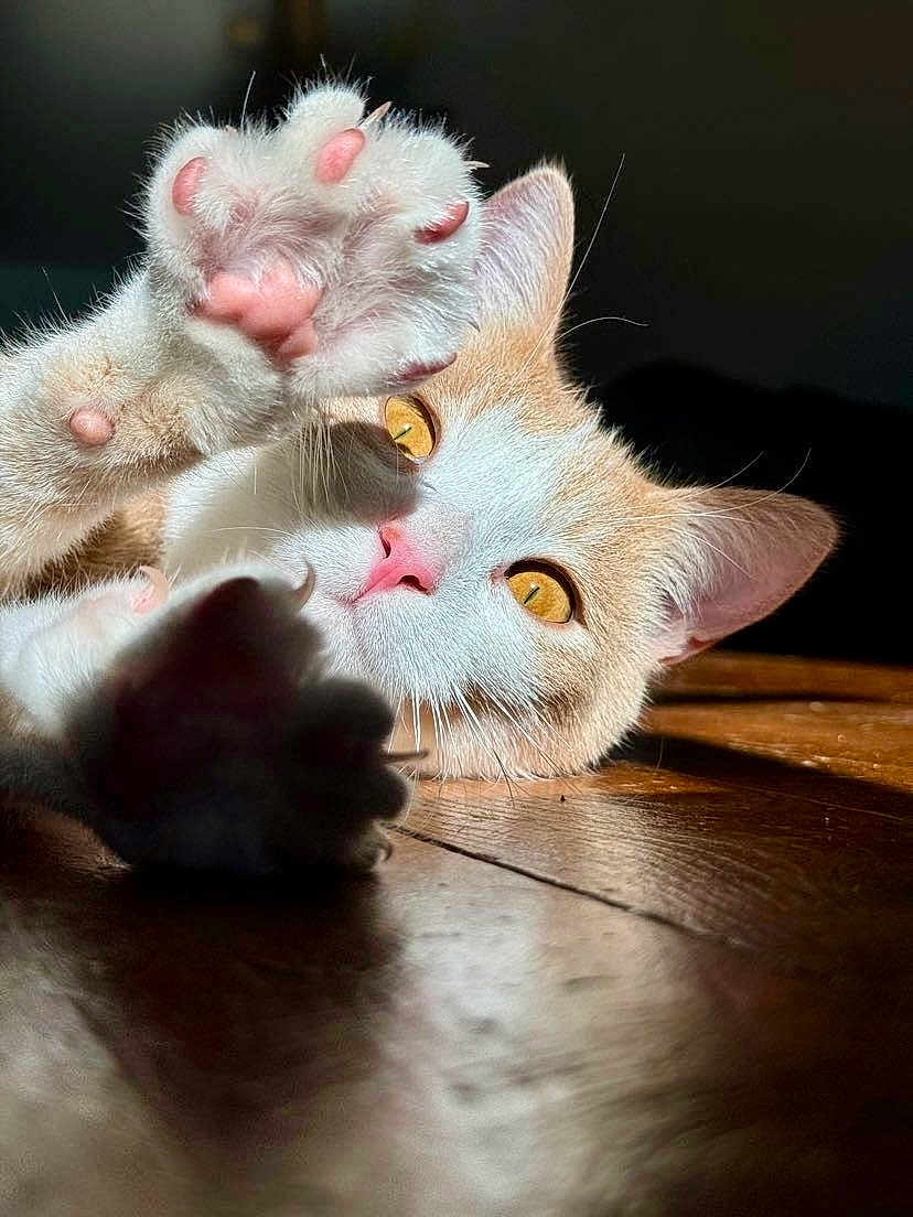 Uno a rejoint le concours — aidez-le/la à gagner de superbes lots ! cat, paw, pink_paw_pads, golden_eyes, wooden_floor, sunlight, close_up, pet, animal, feline, whiskers, ears, fur, playful, curious, indoor, shadow, relaxing, soft, cute