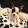 Bowy participe au concours pour gagner de l'argent avec cette photo : puppy, dog, chihuahua, pet, cute, small_dog, ears, blanket, pattern, black_and_white, fur, animal, indoor, resting, bed, cozy, portrait, young, looking_at_camera, domestic_animal