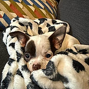 Bowy participe au concours pour gagner de l'argent avec cette photo : dog, puppy, blanket, snuggled, couch, cozy, ears, face, cute, pet, indoor, fur, black_and_white, resting, looking, home, comfort, small_dog, animal, relaxing