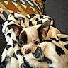 dog, puppy, blanket, snuggled, couch, cozy, ears, face, cute, pet, indoor, fur, black_and_white, resting, looking, home, comfort, small_dog, animal, relaxing