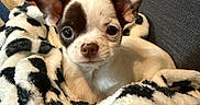 Bowy a rejoint le concours — aidez-le/la à gagner de superbes lots ! dog, puppy, small_dog, chihuahua, blanket, couch, ear, face, pet, indoor, cozy, fur, animal, looking, resting, home, comfort, colorful_pillow, patterned_blanket, closeup