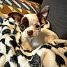 dog, puppy, small_dog, chihuahua, blanket, couch, ear, face, pet, indoor, cozy, fur, animal, looking, resting, home, comfort, colorful_pillow, patterned_blanket, closeup