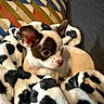 Bowy a rejoint le concours — aidez-le/la à gagner de superbes lots ! dog, chihuahua, blanket, couch, pet, small_dog, cozy, indoor, fur, ears, nose, snout, animal, cute, resting, patterned_blanket, colorful_pillow, texture, domestic, companion