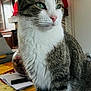 cat, tabby_cat, white_fur, green_eyes, indoor, table, tablecloth, furniture, lamp, wooden_cabinet, pet, animal, domestic_cat, sitting, close_up, fur, whiskers, curious, portrait, home