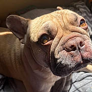 Chato is registered to the contest to win money with this photo: dog, french_bulldog, close_up, pet, animal, sunlight, indoor, blanket, wrinkles, fur, face, nose, ears, eyes, relaxing, cozy, portrait, texture, sleepy, companion
