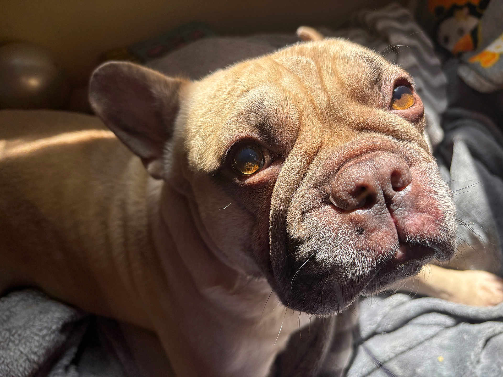 Chato is registered to the contest to win money with this photo: dog, french_bulldog, close_up, pet, animal, sunlight, indoor, blanket, wrinkles, fur, face, nose, ears, eyes, relaxing, cozy, portrait, texture, sleepy, companion