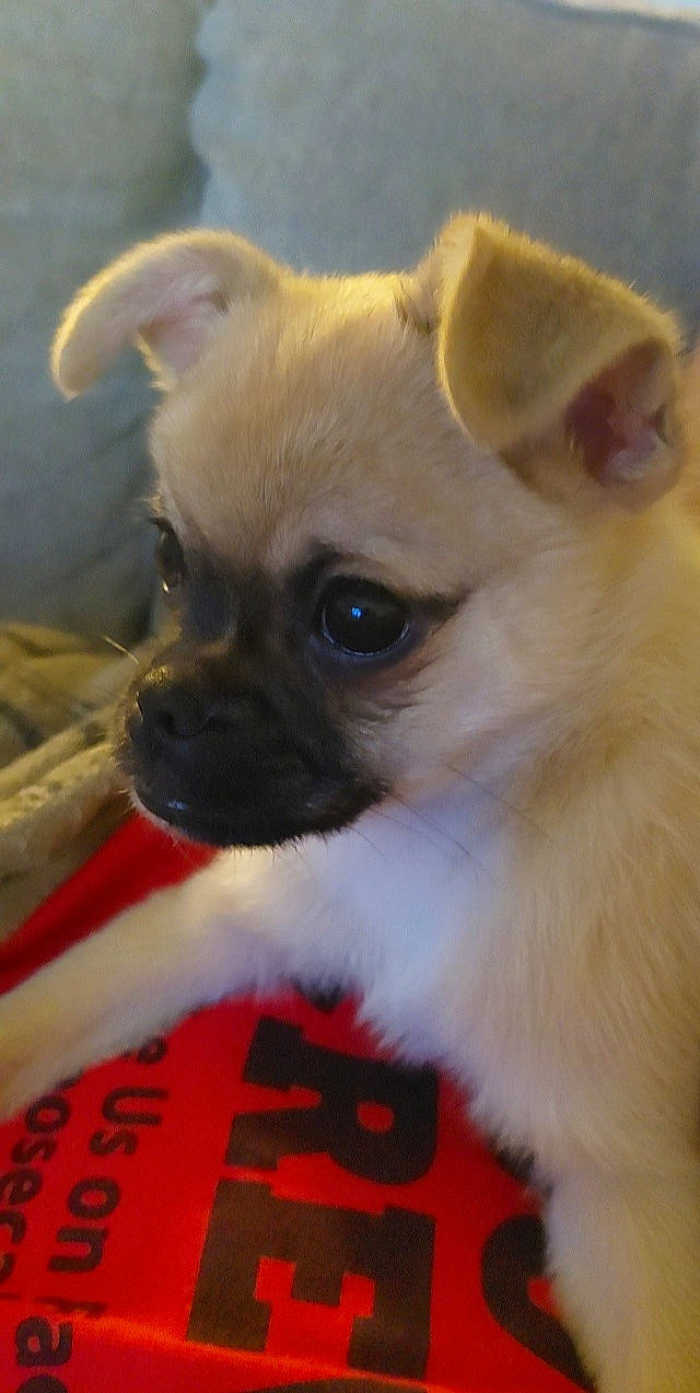 Obi joined the competition — help win amazing prizes! ancient_dog_breeds, canidae, carnivore, companion_dog, dog, dog_breed, dog_supply, ear, fawn, fur, mammal, non_sporting_group, snout, terrestrial_animal, toy_dog, whiskers, working_animal, wrinkle