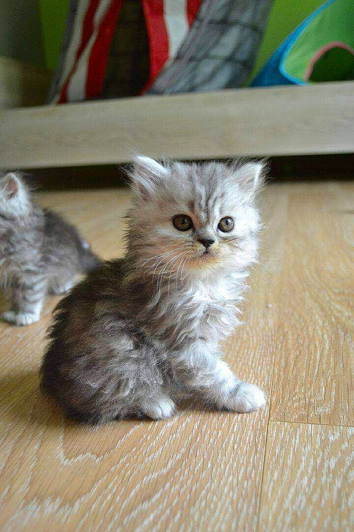 Jorly participe au concours pour gagner de l'argent avec cette photo : british_longhair, carnivore, cat, cat_supply, cat_toy, claw, domestic_short_haired_cat, fawn, felidae, flooring, fur, hardwood, paw, photo_caption, small_to_medium_sized_cats, snout, tail, terrestrial_animal, whiskers