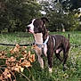 dog, brindle_coat, white_markings, leash, harness, grass, trees, park, outdoor, nature, leaves, dirt_path, alert, standing, pet, canine, animal, daylight, greenery, scenery