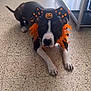 dog, costume, halloween, pumpkin, hat, orange, feathers, floor, tile, black, white, pet, indoor, animal, lying_down, decor, spooky, cute, festive, waiting