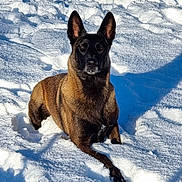 Roz'Ann participe au concours pour gagner de l'argent avec cette photo : dog, belgian_malinois, snow, outdoor, animal, pet, canine, fur, winter, nature, lying_down, alert, ears, portrait, sunlight, shadow, cold, muzzle, paw, focused