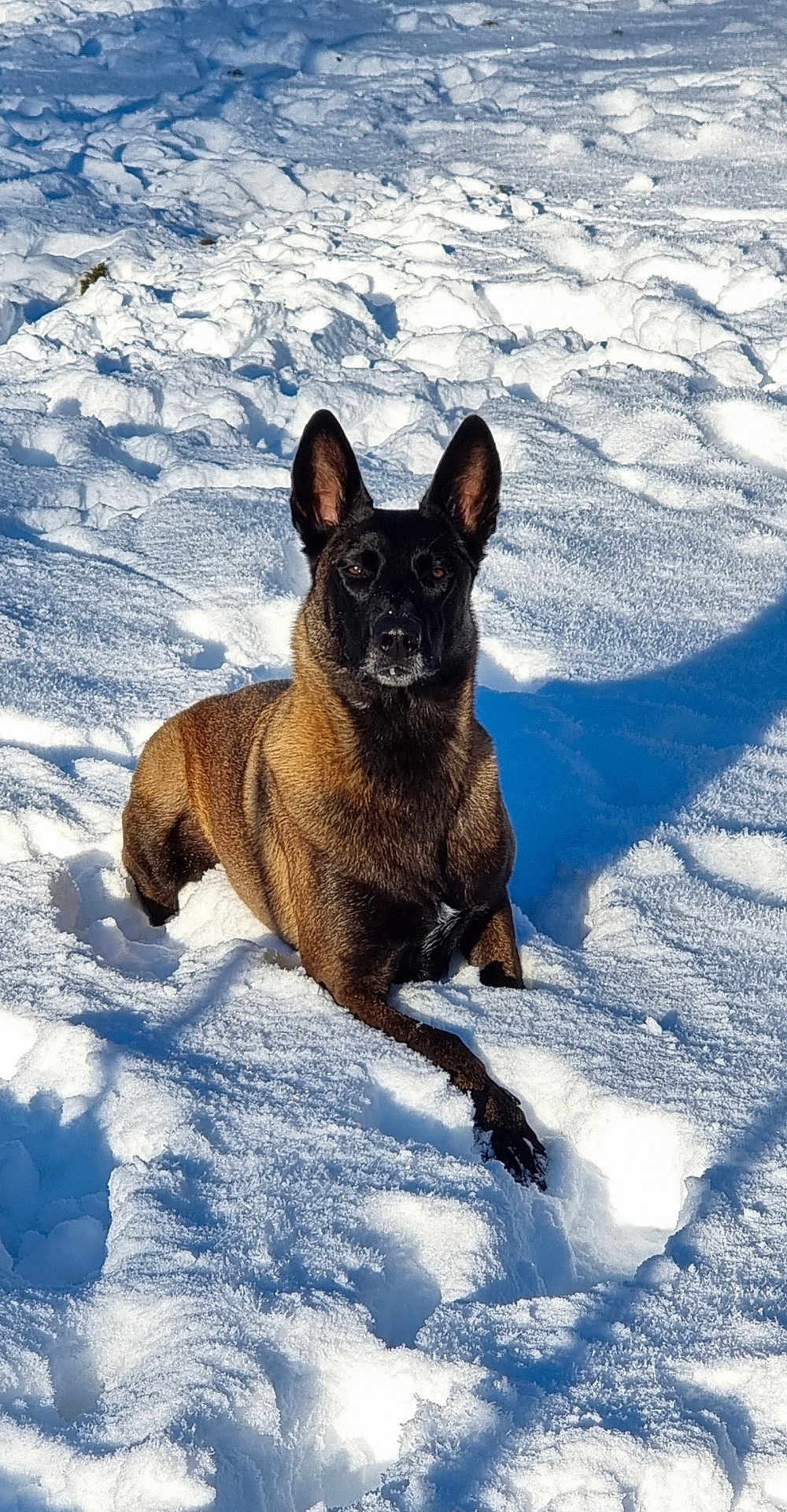 Roz'Ann participe au concours pour gagner de l'argent avec cette photo : dog, belgian_malinois, snow, outdoor, animal, pet, canine, fur, winter, nature, lying_down, alert, ears, portrait, sunlight, shadow, cold, muzzle, paw, focused