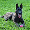 Roz'Ann participe au concours pour gagner de l'argent avec cette photo : dog, belgian_malinois, grass, outdoor, tongue_out, pet, animal, toy, playful, relaxed, canine, nature, summer, greenery, lying_down, happy, ears_up, muzzle, fur, daylight