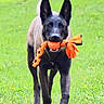dog, animal, pet, grass, outdoor, toy, play, canine, happy, ears, black, brown, running, nature, field, walking, daytime, muzzle, tongue, fur