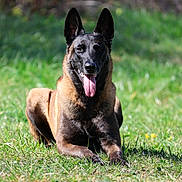 Roz'Ann participe au concours pour gagner de l'argent avec cette photo : dog, belgian_malinois, canine, animal, pet, grass, outdoor, sunlight, tongue_out, lying_down, alert, nature, greenery, happy, muzzle, ears_up, portrait, summer, daytime, field
