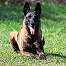 dog, belgian_malinois, canine, animal, pet, grass, outdoor, sunlight, tongue_out, lying_down, alert, nature, greenery, happy, muzzle, ears_up, portrait, summer, daytime, field