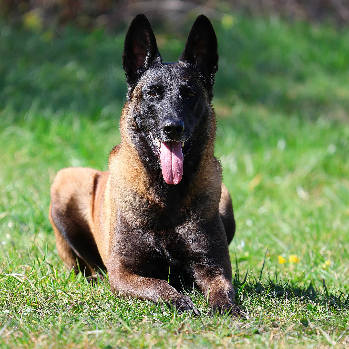 Roz'Ann participe au concours pour gagner de l'argent avec cette photo : dog, belgian_malinois, canine, animal, pet, grass, outdoor, sunlight, tongue_out, lying_down, alert, nature, greenery, happy, muzzle, ears_up, portrait, summer, daytime, field