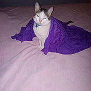 Matilda is registered to the contest to win money with this photo: animal, bed, blanket, blue_bell, cat, collar, cozy, cute, domestic, eyes, feline, fur, indoor, pet, pink_bedspread, purple, resting, sitting, tail, white_cat