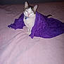 animal, bed, blanket, blue_bell, cat, collar, cozy, cute, domestic, eyes, feline, fur, indoor, pet, pink_bedspread, purple, resting, sitting, tail, white_cat