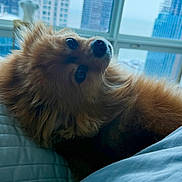 Mario joined the competition — help win amazing prizes! dog, pomeranian, pet, bed, blanket, window, city_skyline, skyscraper, building, urban, indoor, cozy, fur, nose, eyes, portrait, close_up, resting, bedding, cute