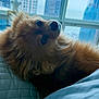 dog, pomeranian, pet, bed, blanket, window, city_skyline, skyscraper, building, urban, indoor, cozy, fur, nose, eyes, portrait, close_up, resting, bedding, cute