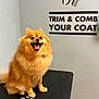 dog, pomeranian, pet, grooming, grooming_table, fluffy, orange_fur, tongue_out, happy, smile, paw_print, indoor, wall_sign, comb_icon, scissors_icon, coat, portrait, table, paws, fur