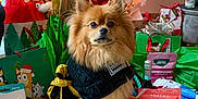Mario joined the competition — help win amazing prizes! dog, pomeranian, christmas_tree, ornaments, presents, gift_bag, stocking, festive_lights, ribbon, bow, dog_toy, treats, carpet, pet_clothing, portrait, indoor, holiday_decor, gifts, decorations, sitting