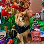 dog, pomeranian, christmas_tree, ornaments, presents, gift_bag, stocking, festive_lights, ribbon, bow, dog_toy, treats, carpet, pet_clothing, portrait, indoor, holiday_decor, gifts, decorations, sitting