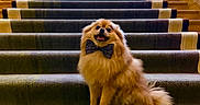 Mario joined the competition — help win amazing prizes! bow_tie, carpet, chandelier, dog, evening_lighting, festive, fluffy, garland, hotel, interior, luxury, pampered, pet, pomeranian, portrait, railings, sitting, smile, staircase, stairs