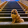 dog, pomeranian, bow_tie, staircase, stairs, carpet, luxury, chandelier, festive, garland, railings, interior, hotel, portrait, sitting, fluffy, smile, pampered, pet, evening_lighting