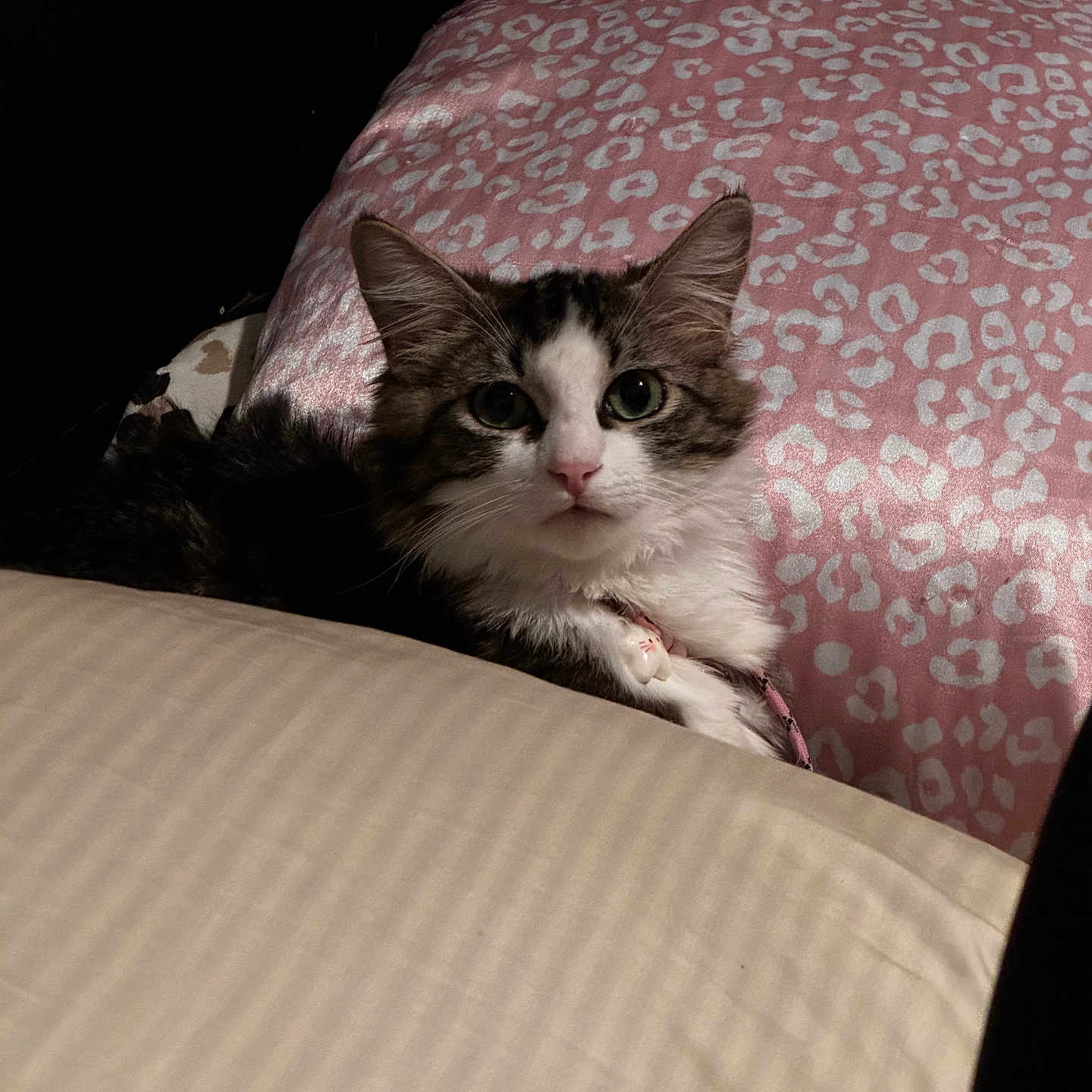 Saphhy is registered to the contest to win money with this photo: bed, bedding, blanket, cat, closeup, collar, cute, ears, eyes, fur, indoor, kitten, pet, pillow, pink_pattern, portrait, resting, soft_lighting, tabby, tag