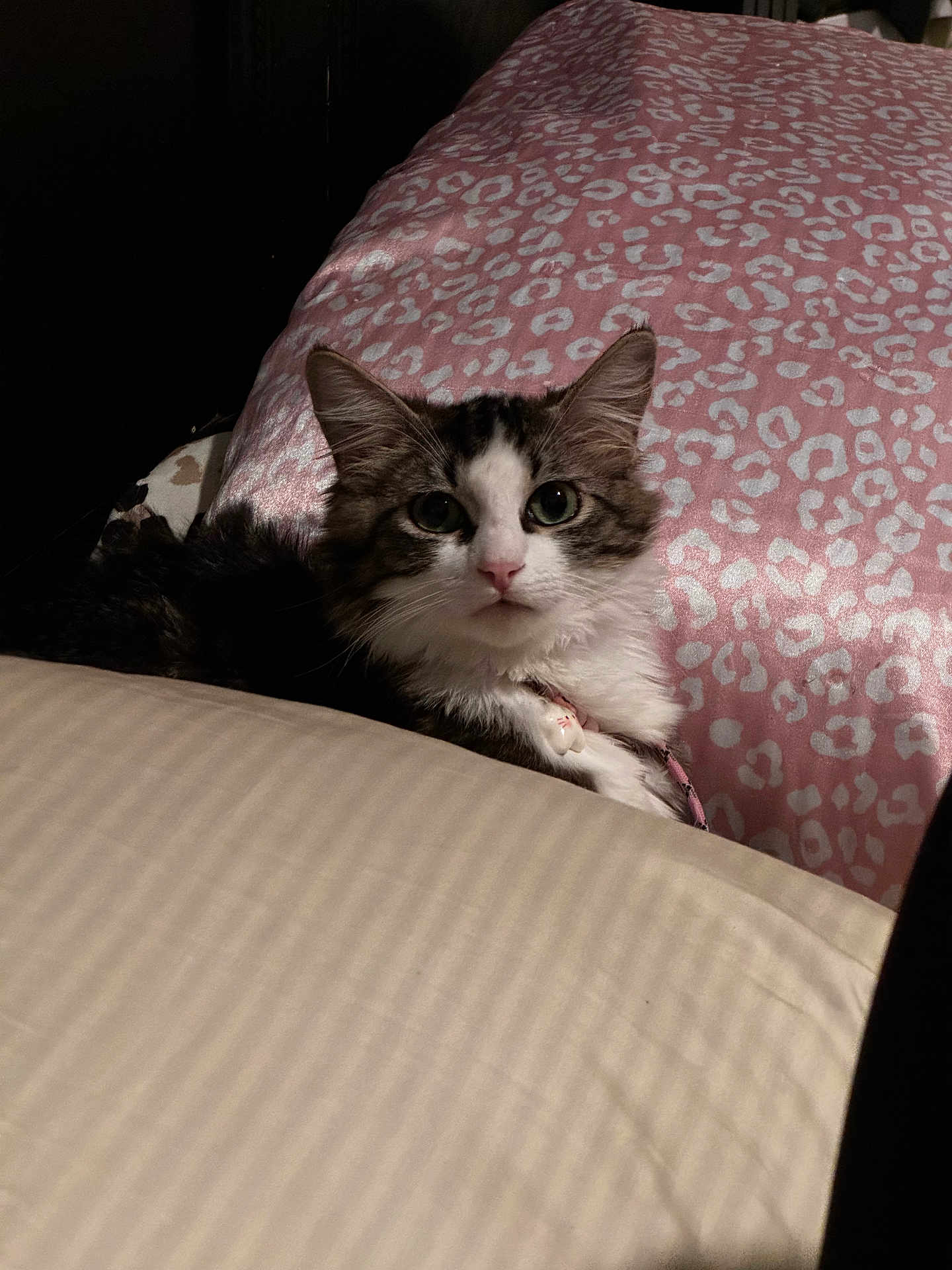 Saphhy is registered to the contest to win money with this photo: cat, kitten, pet, bed, pillow, blanket, pink_pattern, fur, eyes, ears, collar, tag, indoor, closeup, portrait, resting, cute, tabby, bedding, soft_lighting