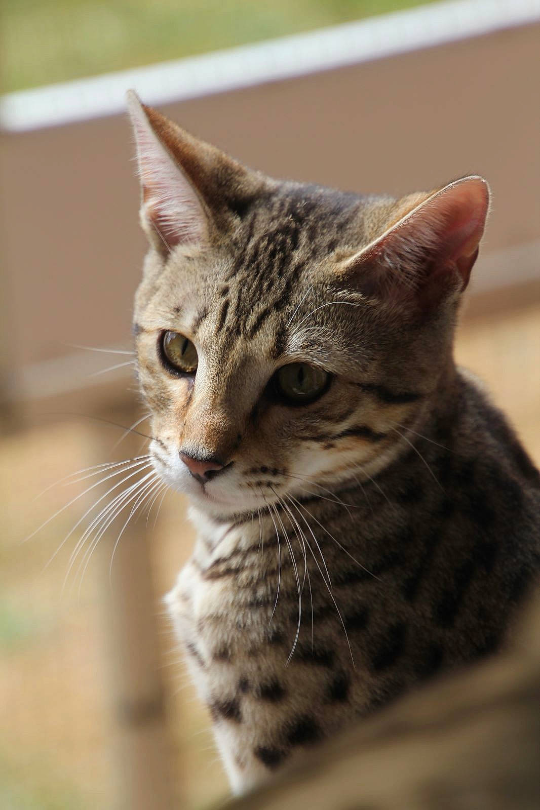 Uraya a rejoint le concours — aidez-le/la à gagner de superbes lots ! carnivore, cat, curious, domestic_short_haired_cat, felidae, fur, small_to_medium_sized_cats, snout, terrestrial_animal, tree, whiskers, wildlife, window