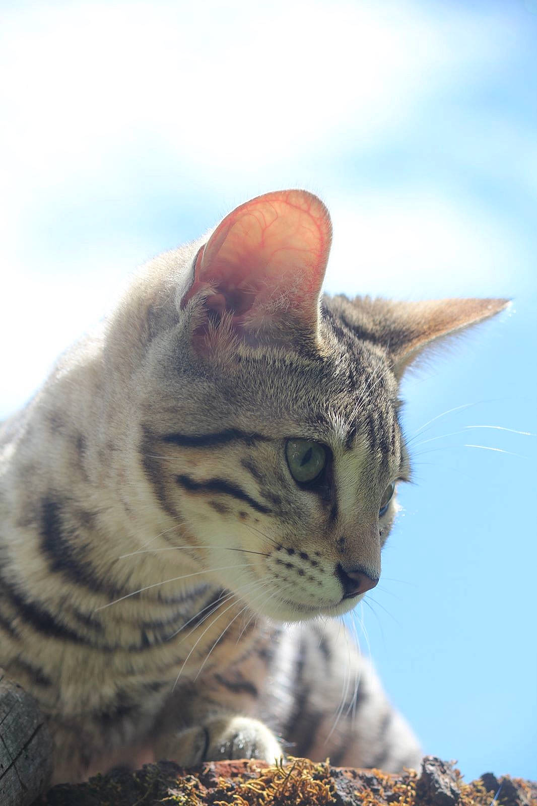 Uraya a rejoint le concours — aidez-le/la à gagner de superbes lots ! carnivore, cat, claw, cloud, domestic_short_haired_cat, fawn, felidae, fur, grass, paw, sky, small_to_medium_sized_cats, snout, terrestrial_animal, whiskers, wildlife