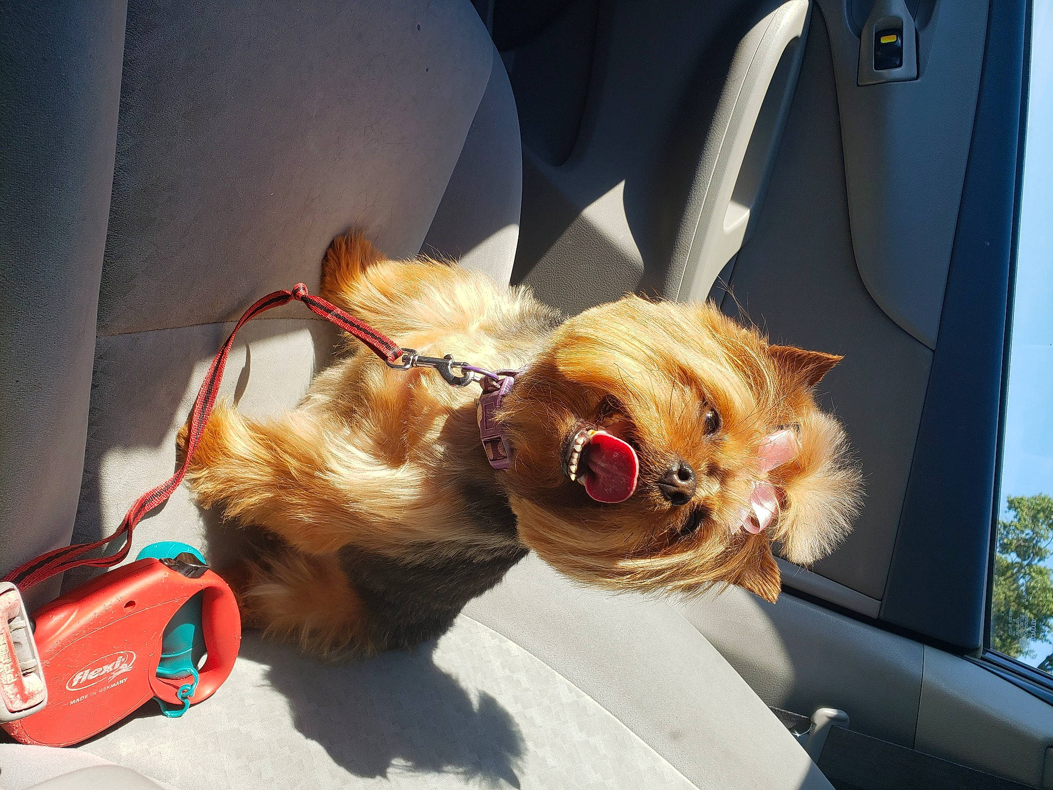 Paris joined the competition — help win amazing prizes! carnivore, collar, companion_dog, dog, dog_breed, dog_collar, eyewear, fawn, felidae, glasses, goggles, leash, small_to_medium_sized_cats, snout, sporting_group, sunglasses, toy, toy_dog, vision_care, whiskers