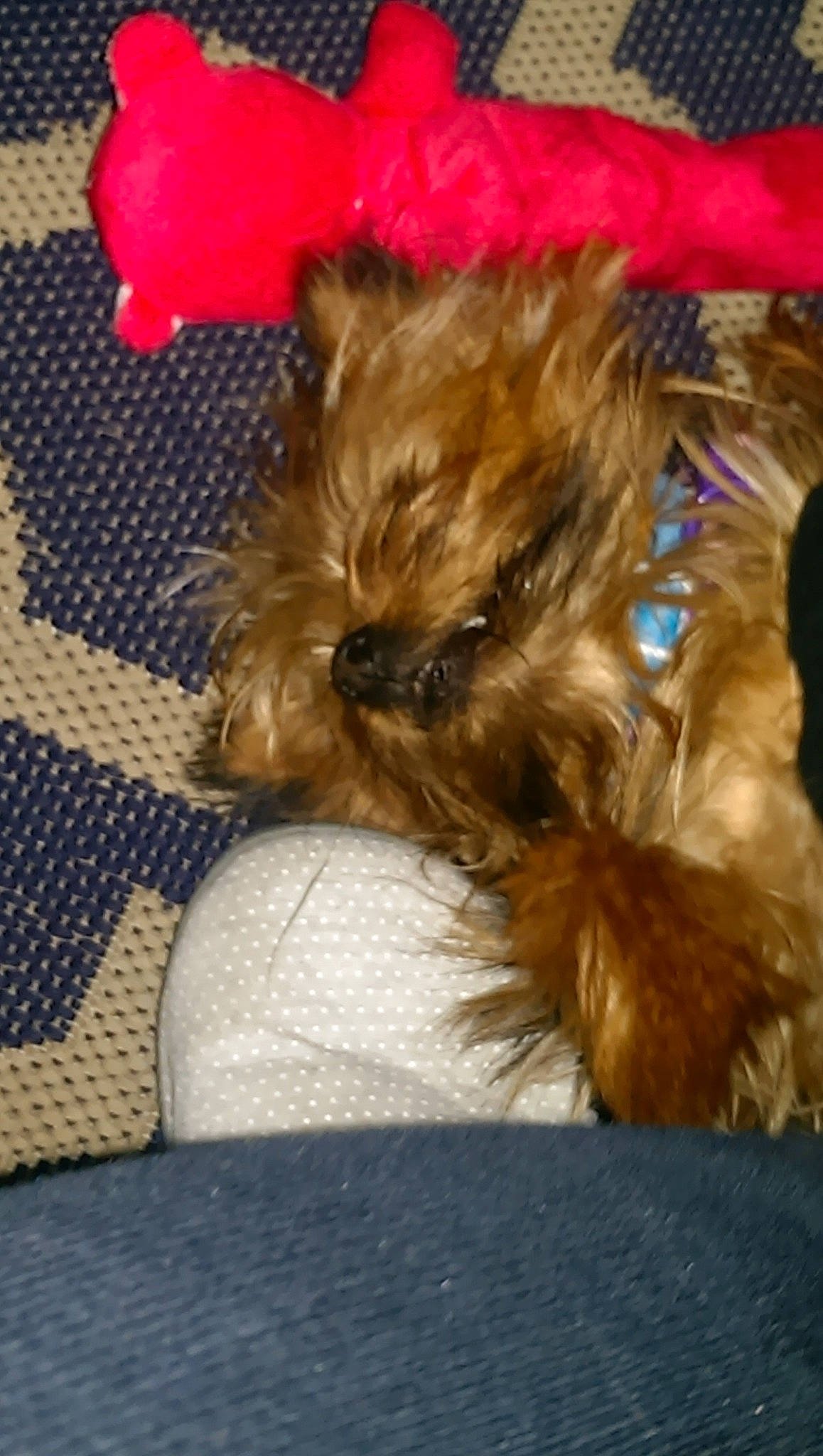 Paris is registered to the contest to win money with this photo: canidae, carnivore, companion_dog, dog, dog_breed, dog_supply, fawn, fur, liver, maltepoo, non_sporting_group, puppy, small_terrier, snout, sporting_group, terrier, toy_dog, working_animal, woven_fabric, yorkipoo