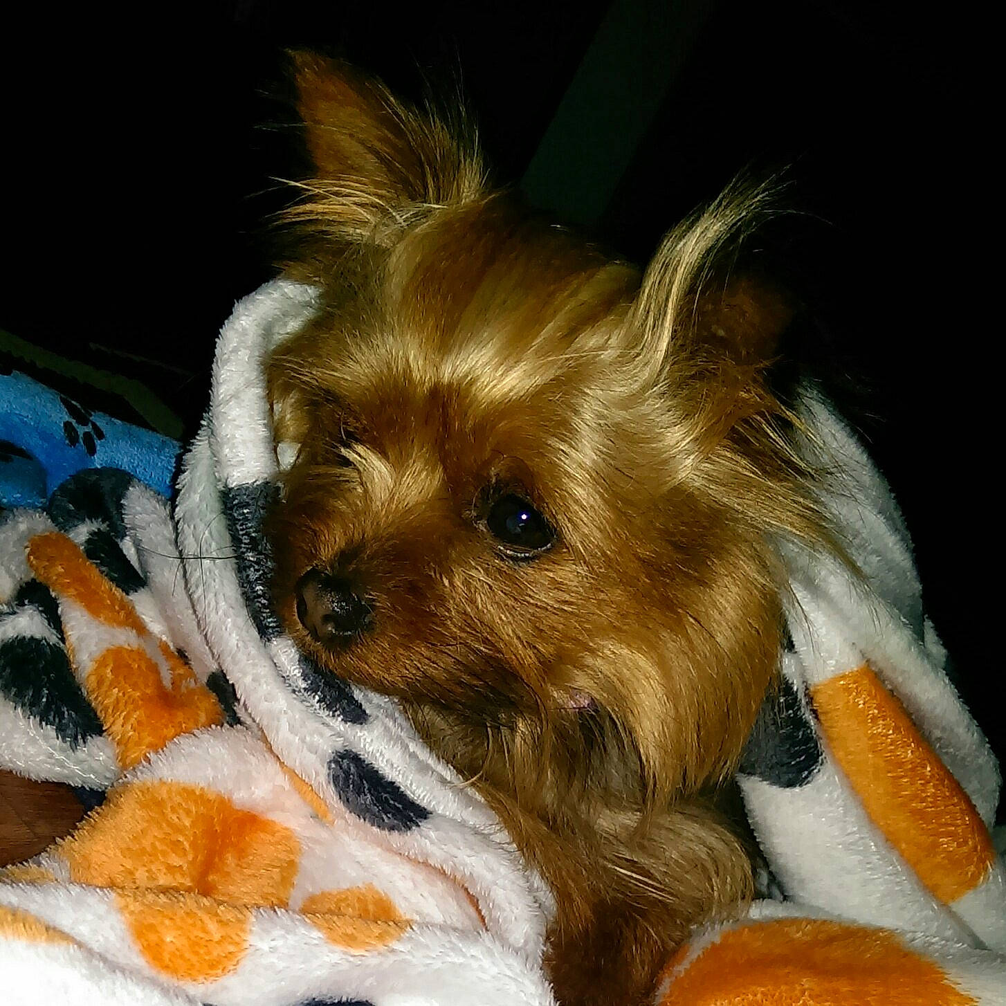 Paris joined the competition — help win amazing prizes! biewer_terrier, canidae, carnivore, companion_dog, dog, dog_breed, dog_clothes, dog_supply, fawn, fur, liver, pet_supply, small_terrier, snout, sporting_group, terrier, toy, toy_dog, working_animal, yorkipoo