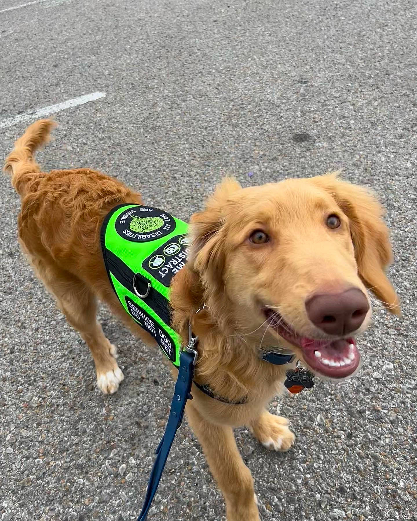 Dewey joined the competition — help win amazing prizes! asphalt, canidae, carnivore, collar, companion_dog, dog, dog_breed, dog_collar, dog_supply, dog_walking, fashion_accessory, fawn, fur, leash, pet_supply, road_surface, snout, sporting_group, tail, working_animal