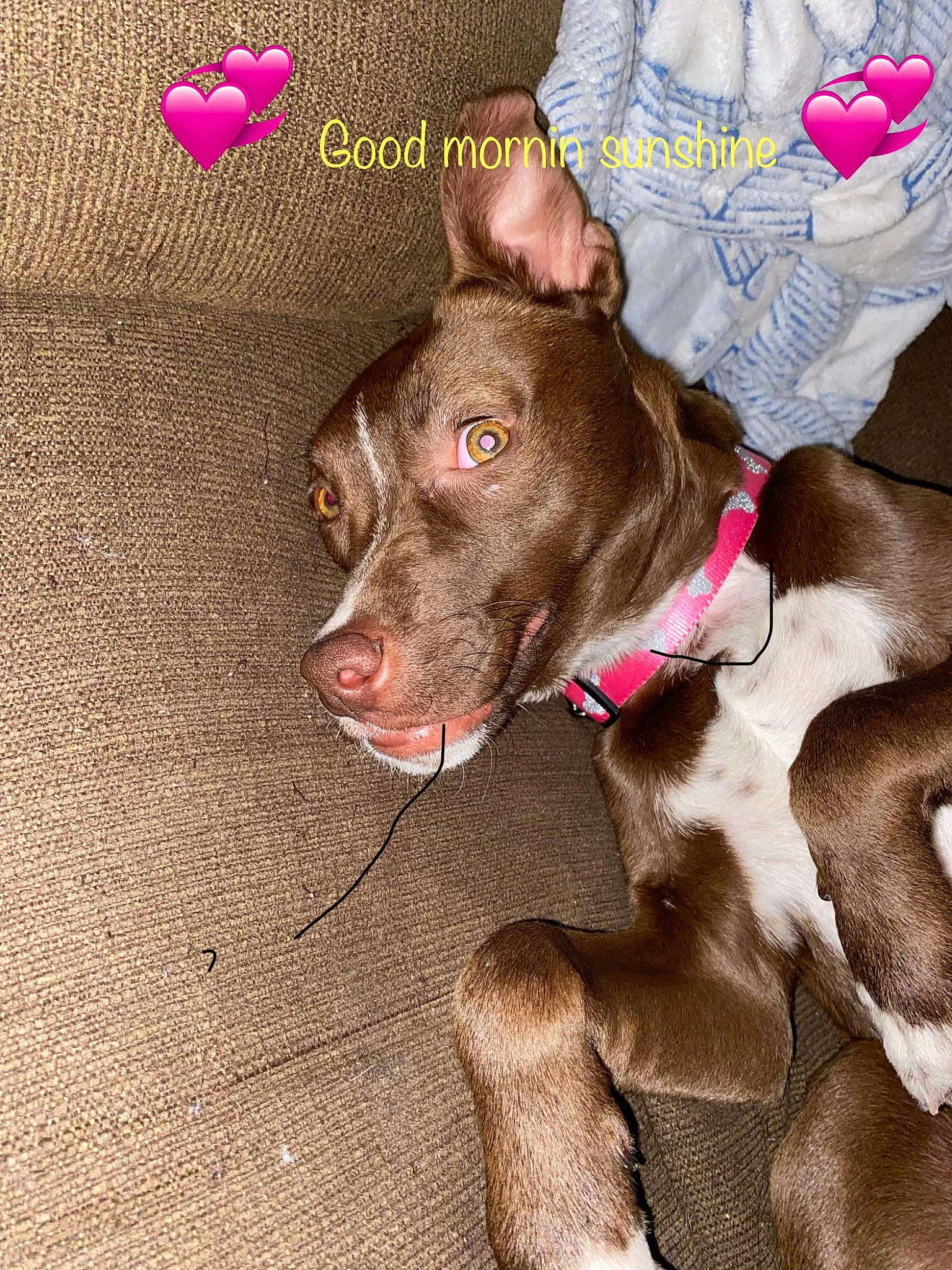 Rose is registered to the contest to win money with this photo: canidae, carnivore, collar, companion_dog, dog, dog_breed, dog_collar, dog_supply, ear, fawn, fur, gesture, leash, liver, puppy, snout, sporting_group, tail, whiskers, working_animal