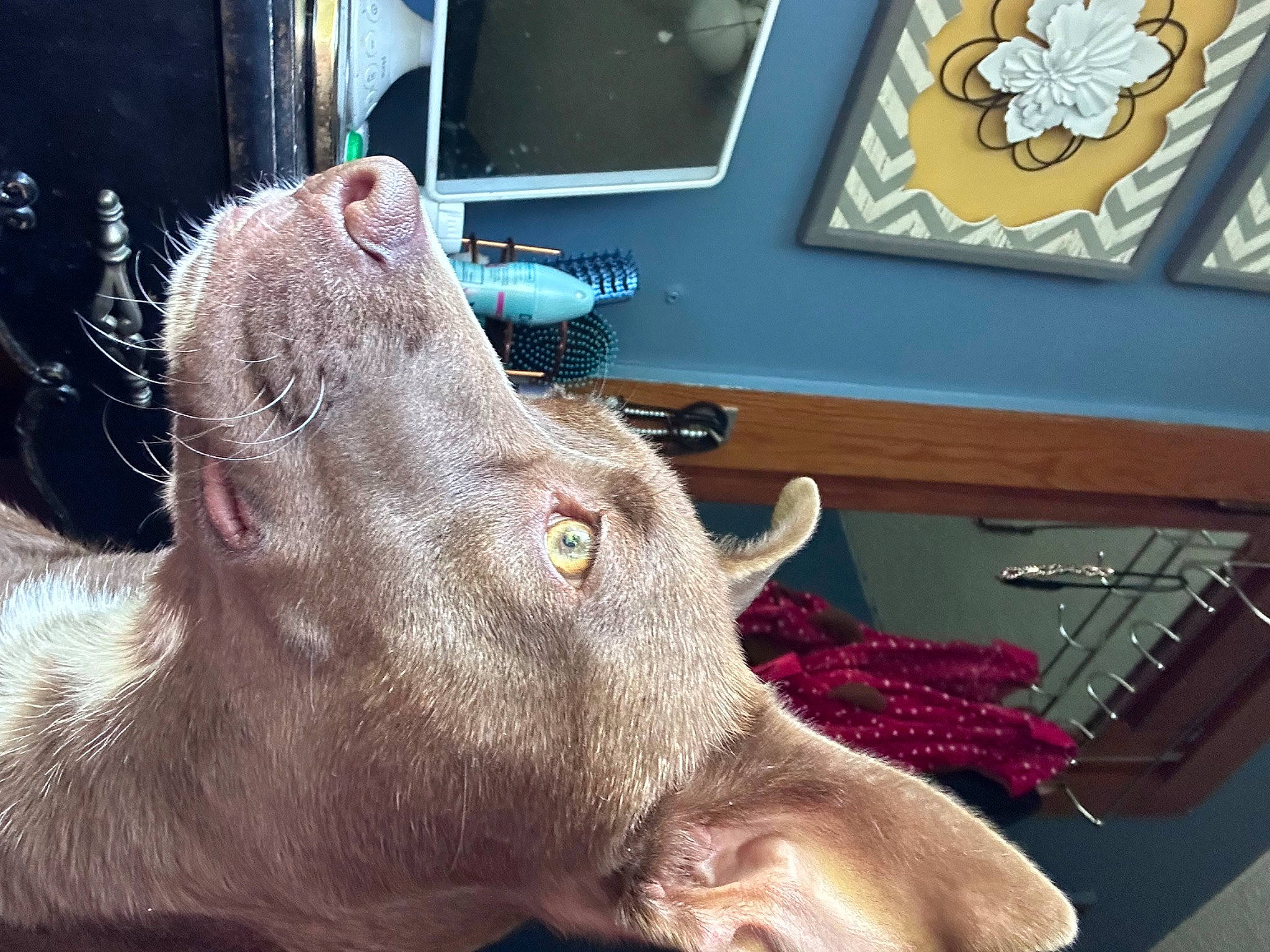 Rose joined the competition — help win amazing prizes! domestic_pig, ear, fawn, felidae, flesh, fur, livestock, magenta, picture_frame, small_to_medium_sized_cats, snout, suidae, television, terrestrial_animal, whiskers, working_animal, wrinkle