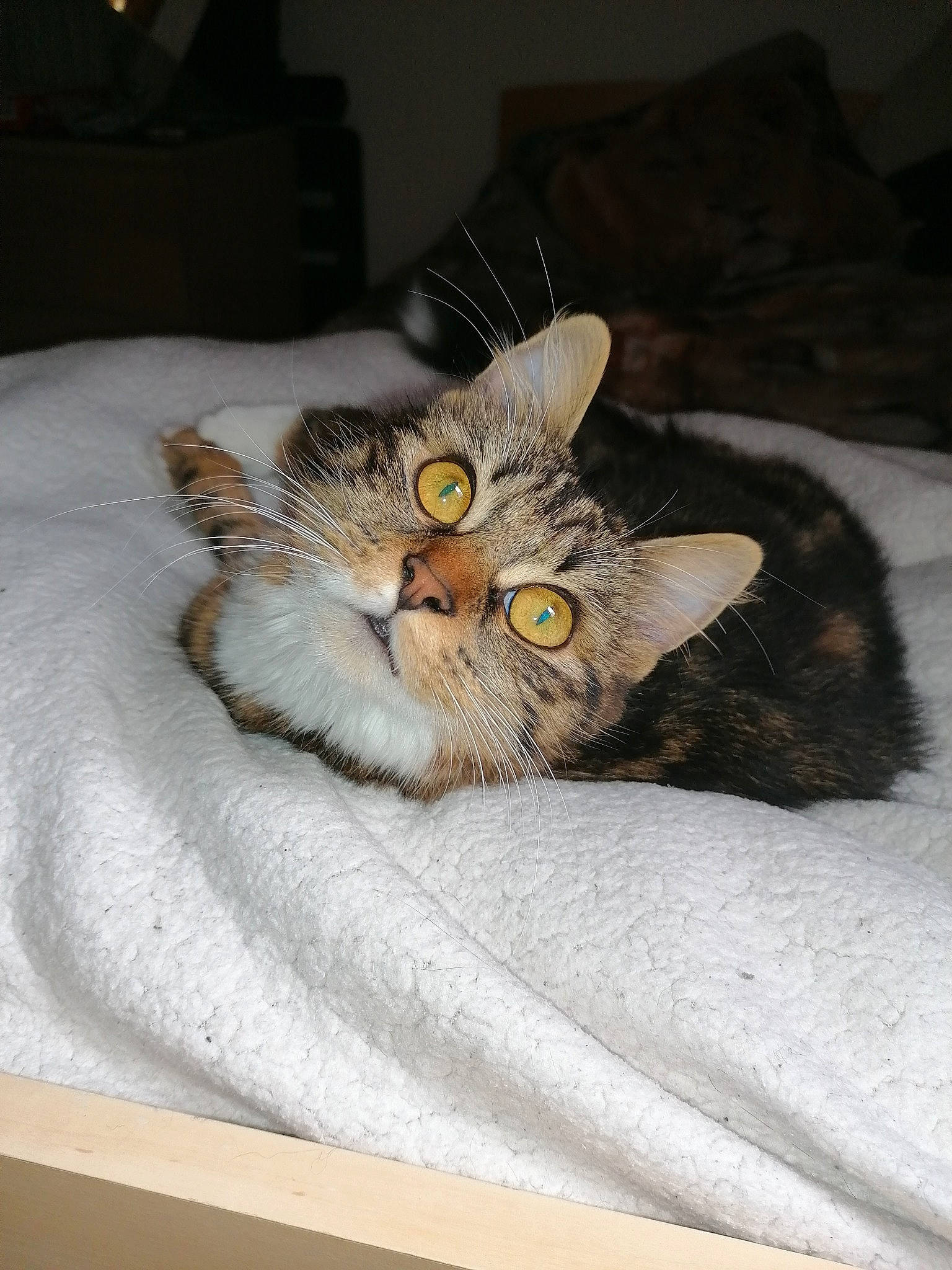 Baghèra participe au concours pour gagner de l'argent avec cette photo : american_shorthair, asian, australian_mist, burmilla, carnivore, cat, domestic_short_haired_cat, dragon_li, european_shorthair, fawn, felidae, fur, kitten, maine_coon, mammal, pixie_bob, small_to_medium_sized_cats, somali, tabby_cat, whiskers