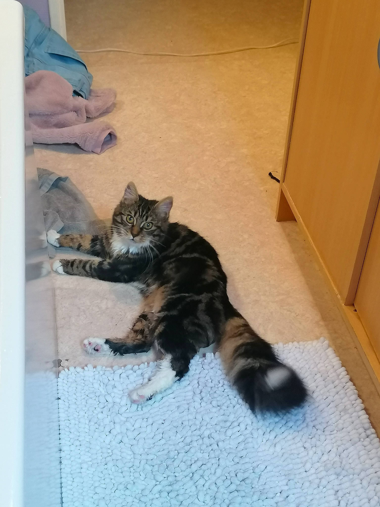 Baghèra a rejoint le concours — aidez-le/la à gagner de superbes lots ! carnivore, cat, domestic_short_haired_cat, dragon_li, european_shorthair, felidae, floor, kitten, kurilian_bobtail, maine_coon, mammal, paw, polydactyl_cat, room, small_to_medium_sized_cats, tabby_cat, tail, whiskers