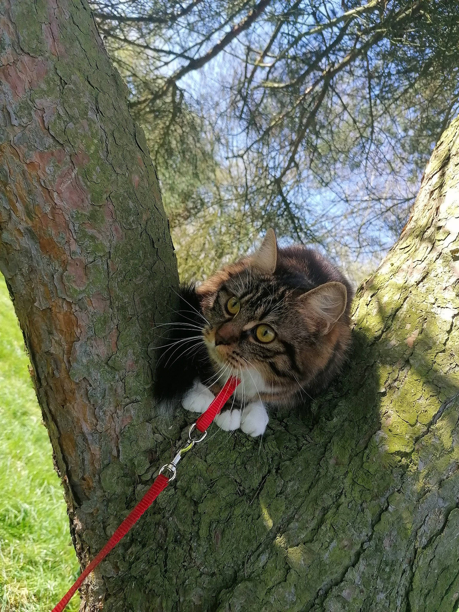 Baghèra participe au concours pour gagner de l'argent avec cette photo : aegean_cat, asian, branch, carnivore, cat, domestic_short_haired_cat, european_shorthair, fawn, felidae, norwegian_forest_cat, pixie_bob, plant, rusty_spotted_cat, small_to_medium_sized_cats, tabby_cat, tree, trunk, twig, whiskers, wild_cat